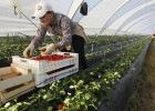 La superficie asegurada del cultivo de la fresa aumenta un 40%