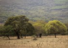 Arias Cañete insiste en vender la finca de La Almoraima
