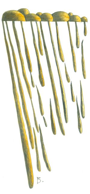 Teoria del paraigua