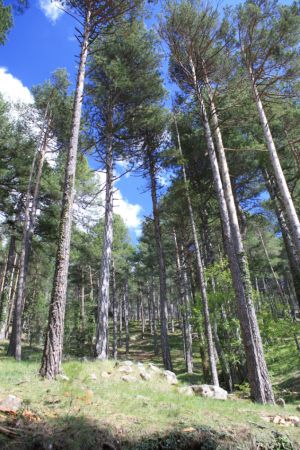 "Allà es veuen, entre espessos pins, troncs monstruosos estesos per terra, els quals foren arrancats pels vents o van perdre la vida de vellesa...", escriu Cavanilles.