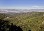 Los bosques se regeneran mejor si los ratones no temen por su vida