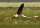 La semilla de Doñana