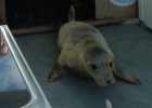 Una cría de foca gris vuelve al mar tras ser curada en Gorliz