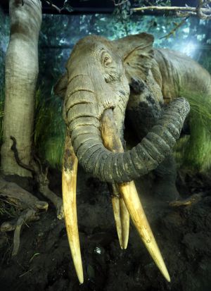 mastodonte madrid