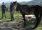 La fiscalía pide cárcel para el dueño de dos caballos a los que dejó morir