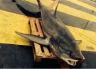 Capturado en Girona un tiburón zorro de 4,5 metros y 200 kilos