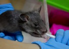 Bioparc cría una rata de la especie más grande conocida