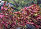 El asedio de las plantas invasoras