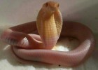 Imputado por tener una cobra venenosa que se escapó de su casa Imputado por tener una cobra venenosa que se escapó de su casa