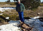 80 cabras mueren en un ataque atribuido al lobo 80 cabras mueren en un ataque atribuido al lobo