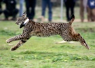 El lince vuelve después de 40 años El lince vuelve después de 40 años