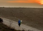 El pistacho como alternativa a la
fruta dulce en Lleida