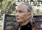 La primatóloga Jane Goodall obtiene el Premio Catalunya