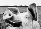 El cerdo y la ‘gauche divine’