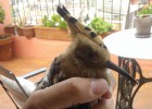 La puput del solstici