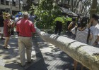 Muerte de un plátano Muerte de un plátano