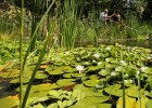 Una alberca en el Botánico