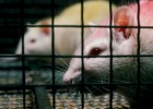 Ratas sabias