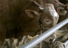 Galicia exportará semen de vacuno a Asia para mejorar su carne