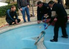 Los bomberos rescatan a un caballo del interior de una piscina en Llíria