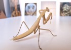 L’artista Jordi Abelló exposa la seva obsessió per les mantis