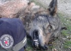 Hallado un lobo muerto en Manzanares el Real Hallado un lobo muerto en Manzanares el Real