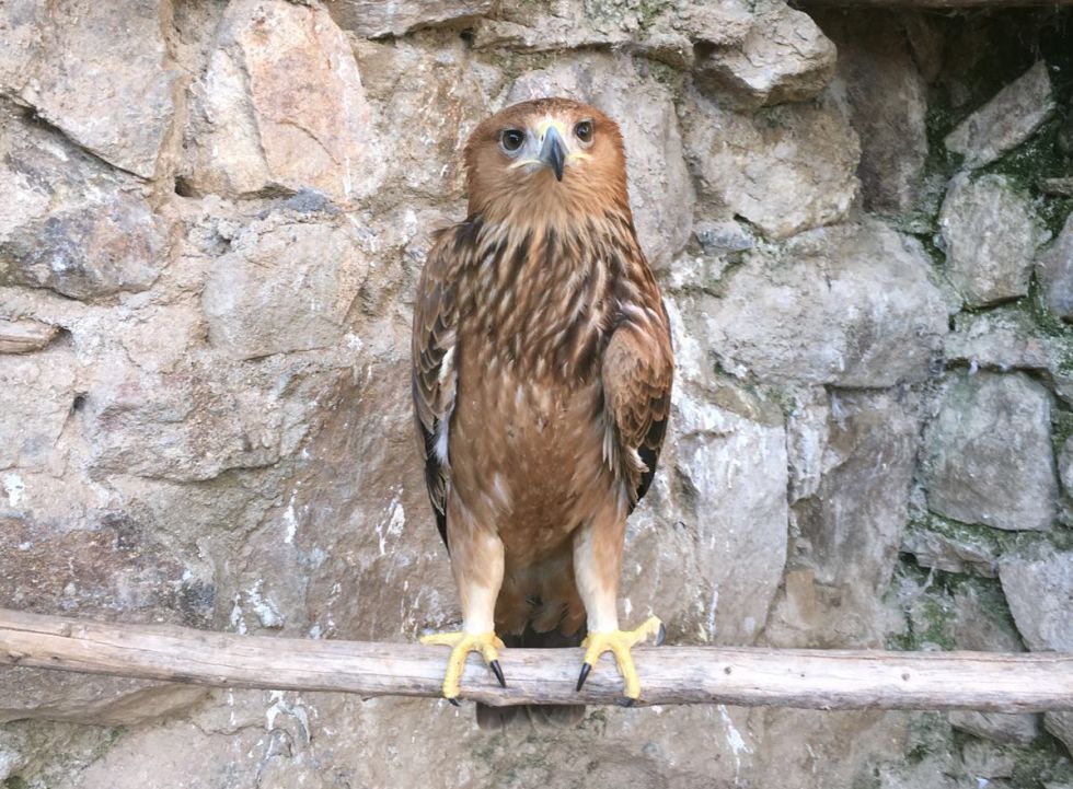 El último inquilino del centro, el águila imperial lesionado del ala izquierda.