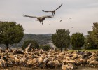 La Comunidad rechaza dejar carroña a los buitres para evitar ataques al ganado