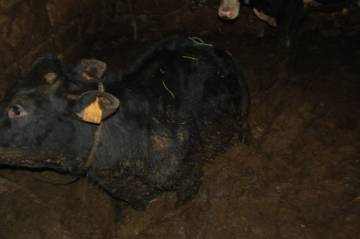 Una de las vacas de la localidad de Boiro antes del rescate. Una de las vacas de la localidad de Boiro antes del rescate.