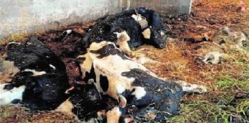 Imagen de algunas de las frisonas halladas muertas en una explotación de Chantada (Lugo) difundida por Vox Ánima y Santuario Gaia. Imagen de algunas de las frisonas halladas muertas en una explotación de Chantada (Lugo) difundida por Vox Ánima y Santuario Gaia.