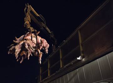 Imagen difundida por Gaia del accidente de un camión en el que viajaban 804 cochinillos para el engorde. Los activistas salvaron 16. Imagen difundida por Gaia del accidente de un camión en el que viajaban 804 cochinillos para el engorde. Los activistas salvaron 16.