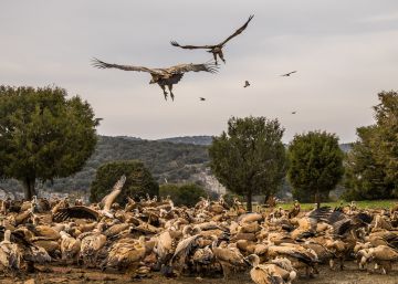 El buitre, principal víctima del veneno en Madrid