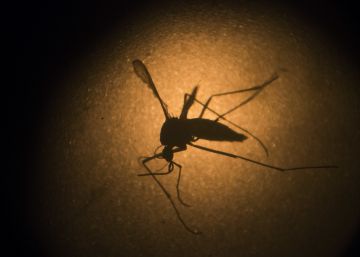 Quatre casos nous de zika a Catalunya, entre ells una altra gestant