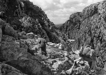 “Si hi ha genis i bruixes, són a l’illa de Socotra”