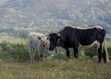 Las vacas de Moralzarzal hacen ‘green’ en la Dehesa