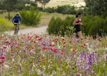 Del césped a las praderas de flores campestres