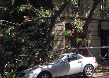 Un árbol cae sobre un coche en Valencia tras las altas temperaturas Un árbol cae sobre un coche en Valencia tras las altas temperaturas