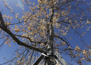 Muere el ‘árbol de la Gürtel’ que costó 104.000 euros Muere el ‘árbol de la Gürtel’ que costó 104.000 euros