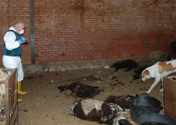 Investigado el dueño de una explotación ganadera que abandonó a sus animales