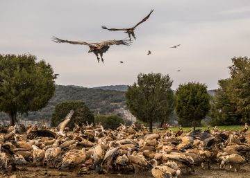 La Comunidad de Madrid indemnizará a los ganaderos por los ataques de buitres La Comunidad de Madrid indemnizará a los ganaderos por los ataques de buitres