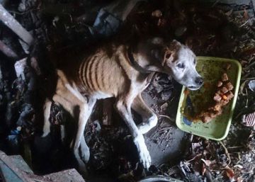 ‘Vali’, el perro “sin sangre en las venas” que volvió a vivir, encuentra familia en Alicante