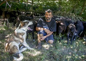 Los ataques al ganado de lobos y perros se han disparado desde 2014