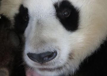 Nace una osa panda en el Zoo de Madrid