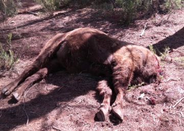 Hallado otro bisonte decapitado en la reserva de Valencia Hallado otro bisonte decapitado en la reserva de Valencia