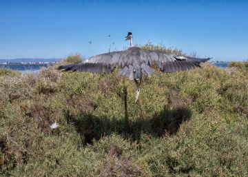Vuelve la gran fiesta de los pájaros Vuelve la gran fiesta de los pájaros