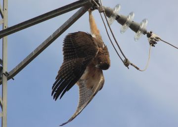 Nueve ONG se organizan para frenar la muerte de miles de aves en los tendidos eléctricos Nueve ONG se organizan para frenar la muerte de miles de aves en los tendidos eléctricos