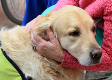 El Hospital de Torrejón reduce un 60% la medicación por depresión gracias a la terapia con animales El Hospital de Torrejón reduce un 60% la medicación por depresión gracias a la terapia con animales