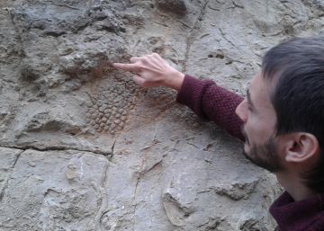 El dinosaurio dejó la huella de sus escamas El dinosaurio dejó la huella de sus escamas