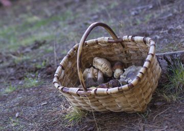 Hora de setas, hora de aventuras