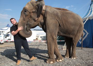 40 municipios madrileños se han declarado libres de circos con animales